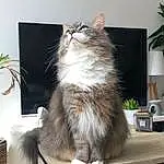 Chat, Plante, Houseplant, Carnivore, Felidae, Flowerpot, Moustaches, Rectangle, FenÃªtre, Small To Medium-sized Cats, Queue, Poil, Domestic Short-haired Cat, Event, Table, Maine Coon, Terrestrial Animal