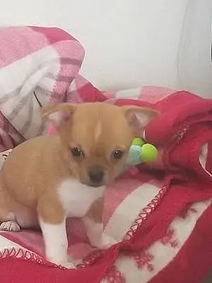 Nom Chihuahua Chien Doly