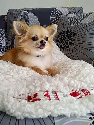 Nom Chihuahua Chien Chewbacca