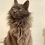 Chat, Yeux, Carnivore, Felidae, Grey, Small To Medium-sized Cats, Moustaches, British Longhair, Museau, Queue, Poil, Terrestrial Animal, Patte, Maine Coon, Griffe