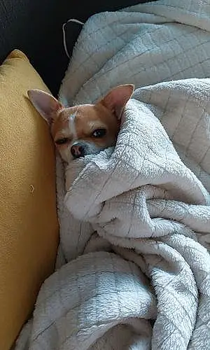 Chihuahua Chien Pakita