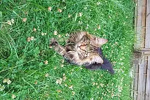 Nom Maine Coon Chat Hobby