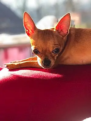 Nom Chihuahua Chien Lia