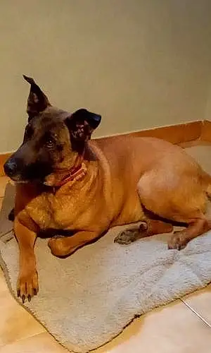 Nom Berger Malinois Chien Curly