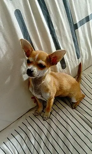 Chihuahua Chien Dulcé