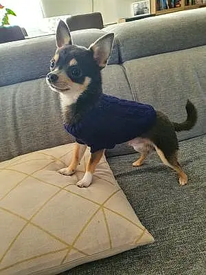 Nom Chihuahua Chien Dandy