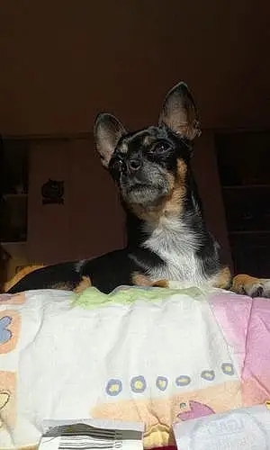 Nom Chihuahua Chien Hindy