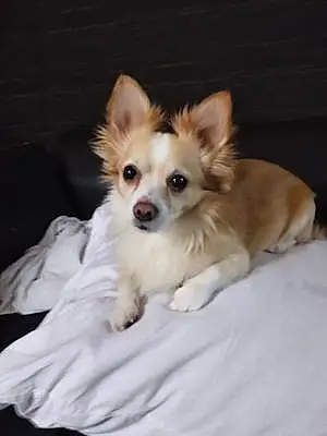 Nom Chihuahua Chien Rocky