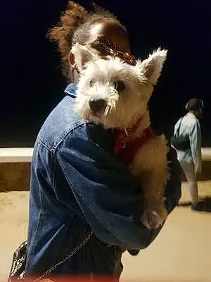 Nom West Highland White Terrier Chien Duke