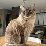 Chat, Carnivore, Felidae, Grey, Faon, Small To Medium-sized Cats, Moustaches, Queue, British Longhair, Domestic Short-haired Cat, Poil, Griffe, Canidae, Patte, Shelf, Bleu russe