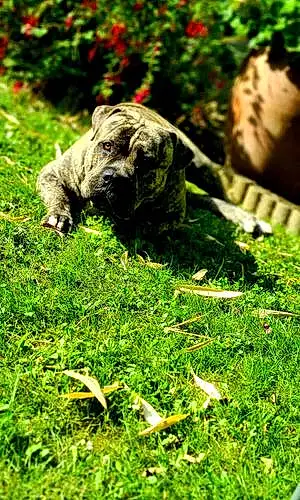 American Bully Chien Iron