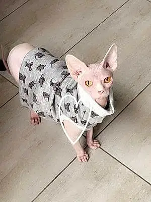 Sphynx Chat E.t