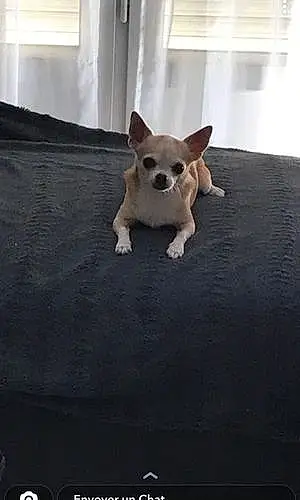 Nom Chihuahua Chien Globule