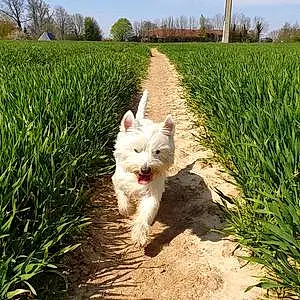 Nom West Highland White Terrier Chien Cerise
