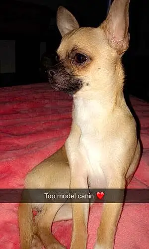 Nom Chihuahua Chien Bouli