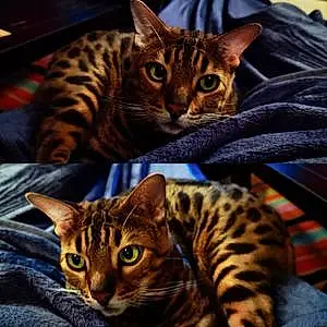 Bengal Chat Leo