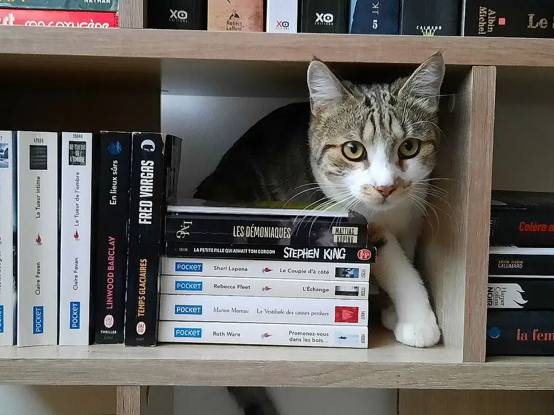 Chat, Bookcase, Shelf, Book, Publication, Shelving, Carnivore, Output Device, Felidae, Small To Medium-sized Cats, Moustaches, Electronic Device, Retail, Box, Gadget, Domestic Short-haired Cat, Patte, Display Device, Machine, Multimedia