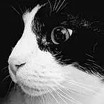 Chat, Yeux, Felidae, Carnivore, Small To Medium-sized Cats, Human Body, Iris, Moustaches, Style, Black-and-white, Museau, Noir & Blanc, Monochrome, Poil, Domestic Short-haired Cat, Curious, Darkness