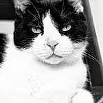 Hair, Head, Yeux, Chat, Felidae, Carnivore, Small To Medium-sized Cats, Iris, Grey, Style, Moustaches, Black-and-white, Museau, Noir & Blanc, Box, Monochrome, Poil, Domestic Short-haired Cat, Human Leg, Assis