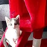 Chat, Carnivore, Textile, Felidae, Sleeve, Chair, Small To Medium-sized Cats, Moustaches, Faon, Red, Queue, Human Leg, Poil, Pattern, Event, Domestic Short-haired Cat, Carmine, Linens, Sportswear, Magenta