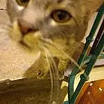 Chat, Felidae, Carnivore, Small To Medium-sized Cats, Moustaches, Bois, Faon, Museau, Herbe, Pet Supply, Poil, Domestic Short-haired Cat, Terrestrial Animal, Cat Supply, Hardwood, Wood Stain, Arbre, LÃ©gende de la photo