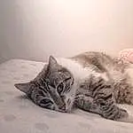 Chat, Comfort, Carnivore, Felidae, Small To Medium-sized Cats, Moustaches, Grey, Queue, Museau, Bois, Patte, Bed, Domestic Short-haired Cat, Poil, Bedding, Sieste, Linens, Griffe, Neige, Assis