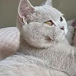 Chat, Yeux, Felidae, Carnivore, Small To Medium-sized Cats, Iris, Moustaches, Oreille, Grey, Museau, Terrestrial Animal, Poil, Domestic Short-haired Cat, FenÃªtre, Comfort