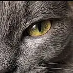 Chat, Felidae, Carnivore, Small To Medium-sized Cats, Grey, Moustaches, Museau, Close-up, Poil, Domestic Short-haired Cat, Terrestrial Animal, Chats noirs, Darkness