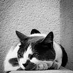 Chat, Felidae, Carnivore, Small To Medium-sized Cats, Black-and-white, Moustaches, Grey, Style, Line, Monochrome, Museau, Noir & Blanc, Comfort, Queue, Tints And Shades, Patte, Poil, Bored
