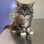 Chat, Felidae, Carnivore, Small To Medium-sized Cats, Moustaches, Faon, Museau, Queue, Patte, Terrestrial Animal, Poil, Domestic Short-haired Cat, Griffe, Maine Coon, LÃ©gende de la photo, Assis