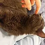Hand, Chat, Felidae, Comfort, Gesture, Carnivore, Small To Medium-sized Cats, Liver, Finger, Faon, Moustaches, Foot, Museau, Human Leg, Wrist, Wrinkle, Nail, Poil, Thumb, Queue