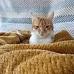 Chat, Comfort, Couch, Textile, Bois, Carnivore, Felidae, Small To Medium-sized Cats, Faon, Moustaches, Cat Supply, Linens, Museau, Queue, Poil, Cat Bed, Domestic Short-haired Cat, Room, Patte