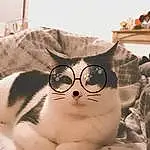 Lunettes, Chat, Vision Care, Yeux, Comfort, Goggles, Textile, Carnivore, Felidae, Moustaches, Small To Medium-sized Cats, Eyewear, Museau, Bedding, Linens, Poil, Domestic Short-haired Cat, Patte, Room, Sieste