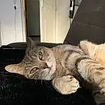 Chat, Felidae, Carnivore, Small To Medium-sized Cats, Oreille, Gesture, Moustaches, Door, Comfort, Faon, Queue, Museau, Bois, Patte, Poil, Domestic Short-haired Cat, Griffe, Human Leg, Sieste, Assis