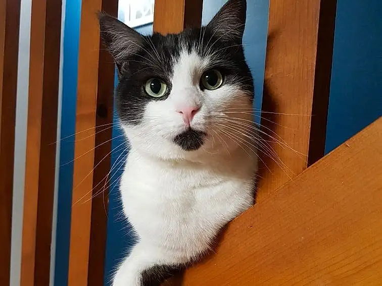 Chat, Yeux, Fenêtre, Felidae, Carnivore, Bois, Small To Medium-sized Cats, Moustaches, Hardwood, Museau, Stairs, Queue, Poil, Domestic Short-haired Cat, Wood Stain, Box, Patte, Plywood
