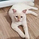 Chat, Carnivore, Felidae, Moustaches, Bois, Faon, Small To Medium-sized Cats, Museau, Queue, Hardwood, Comfort, Domestic Short-haired Cat, Poil, Patte, Terrestrial Animal, Fenêtre, Griffe, Wood Stain, Wood Flooring