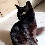 Chat, Yeux, Carnivore, Felidae, Grey, Small To Medium-sized Cats, Bombay, Moustaches, Chats noirs, Queue, Museau, Comfort, Patte, Domestic Short-haired Cat, Poil, Griffe, Terrestrial Animal, Assis, Noir & Blanc