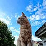 Ciel, Cloud, Chat, Felidae, Carnivore, Small To Medium-sized Cats, Moustaches, Arbre, Bois, Faon, Museau, Queue, Monument, Herbe, Poil, Domestic Short-haired Cat, Art, Cumulus, Assis, Roof