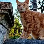 Chat, Ciel, Felidae, Plante, Small To Medium-sized Cats, Carnivore, Moustaches, Faon, Arbre, Museau, Queue, Herbe, Domestic Short-haired Cat, Poil, Concrete, Assis, Roof, Brick, Rock