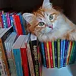 Chat, Bookcase, Shelf, Book, Carnivore, Publication, Felidae, Shelving, Moustaches, Small To Medium-sized Cats, Book Cover, Box, Domestic Short-haired Cat, Poil, Patte, Room, Paper Product, Collection, Queue, Self-help Book