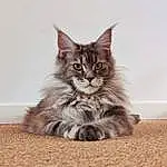 Chat, Felidae, Carnivore, Small To Medium-sized Cats, Moustaches, Grey, Bois, Museau, Patte, Poil, Queue, Domestic Short-haired Cat, Maine Coon, Assis, Griffe, Sand, Terrestrial Animal, Hardwood, SibÃ©rien