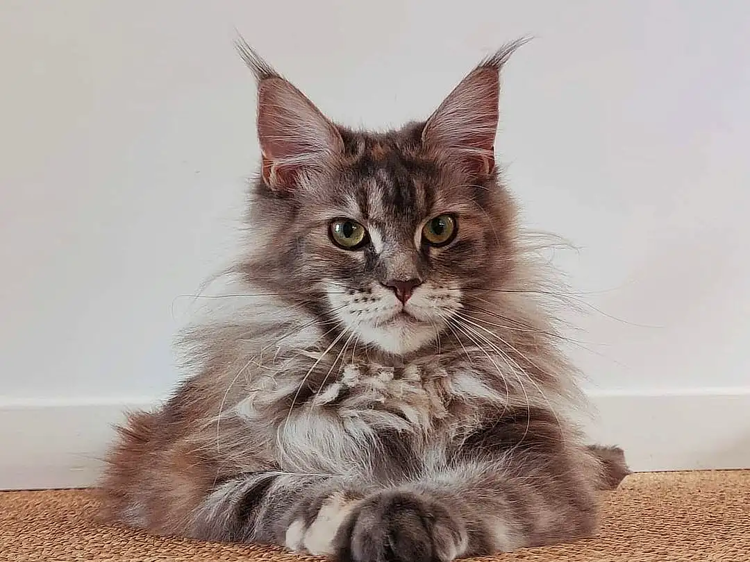 Chat, Felidae, Carnivore, Small To Medium-sized Cats, Moustaches, Grey, Bois, Museau, Patte, Poil, Queue, Domestic Short-haired Cat, Maine Coon, Assis, Griffe, Sand, Terrestrial Animal, Hardwood, SibÃ©rien