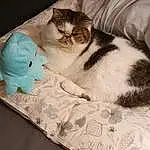 Chat, Textile, Carnivore, Comfort, Felidae, Faon, Moustaches, Small To Medium-sized Cats, Linens, Queue, Domestic Short-haired Cat, Poil, Room, Patte, Pattern, Sieste, Bed, Teddy Bear, Bedding, Paper