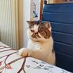 Chat, Felidae, Carnivore, Bleu, FenÃªtre, Comfort, Small To Medium-sized Cats, Bois, Moustaches, Curtain, Domestic Short-haired Cat, Door, Poil, Linens, Box, Room, Pattern, Assis
