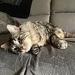 Chat, Felidae, Comfort, Carnivore, Grey, Small To Medium-sized Cats, Couch, Moustaches, Domestic Short-haired Cat, Queue, Patte, Poil, Griffe, Sieste, Sleep, Pillow