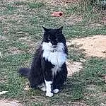Chat, Felidae, Carnivore, Small To Medium-sized Cats, Moustaches, Herbe, Terrestrial Animal, Queue, Museau, Poil, Domestic Short-haired Cat, Assis, Plante, Groundcover, Soil, British Longhair, Chats noirs, Sibérien