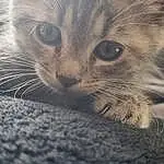 Hair, Chat, Yeux, Felidae, Carnivore, Small To Medium-sized Cats, Grey, Moustaches, Oreille, Faon, Museau, Terrestrial Animal, Domestic Short-haired Cat, Poil, Bois, Macro Photography, Woven Fabric, Patte