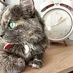 Chat, Watch, Felidae, Carnivore, Small To Medium-sized Cats, Clock, Grey, Moustaches, Alarm Clock, Museau, Bois, Chats noirs, Patte, Poil, Queue, Domestic Short-haired Cat, Griffe, Quartz Clock, Terrestrial Animal, Box