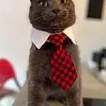 Chat, Felidae, Carnivore, Jouets, Small To Medium-sized Cats, Moustaches, Grey, Faon, Museau, Queue, Bow Tie, Tie, Pattern, Poil, Creative Arts, Fenêtre, Art, Carmine, Domestic Short-haired Cat, Terrestrial Animal