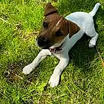 Chien, Carnivore, Collar, Race de chien, Faon, Chien de compagnie, Dog Collar, Working Animal, Herbe, Museau, Queue, Groundcover, Patte, Canidae, Chien de chasse, Dog Supply, Guard Dog, Chilean Fox Terrier, Working Dog